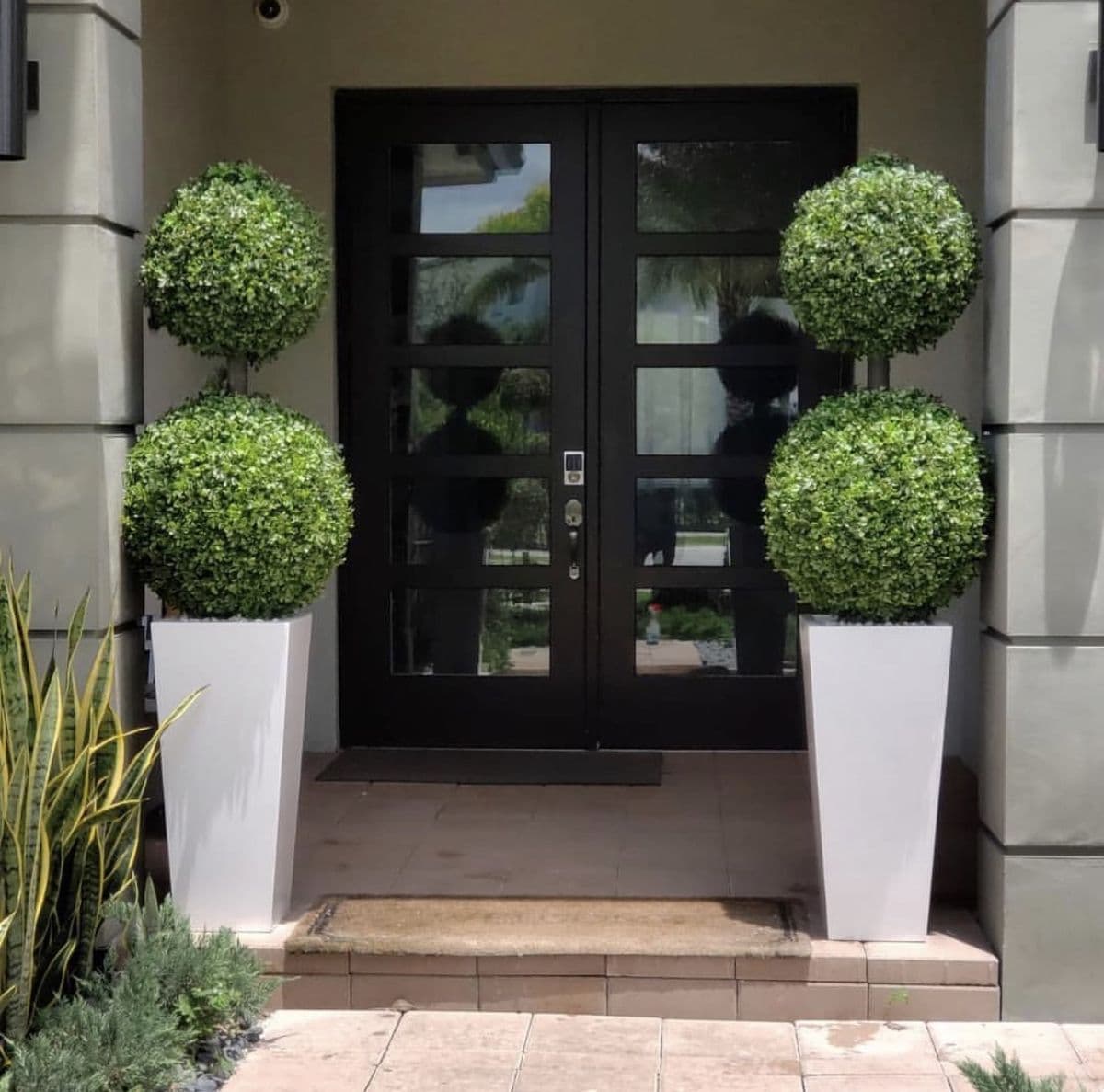 Elegant Ball Plants in Tall White Planter(2 plants)
