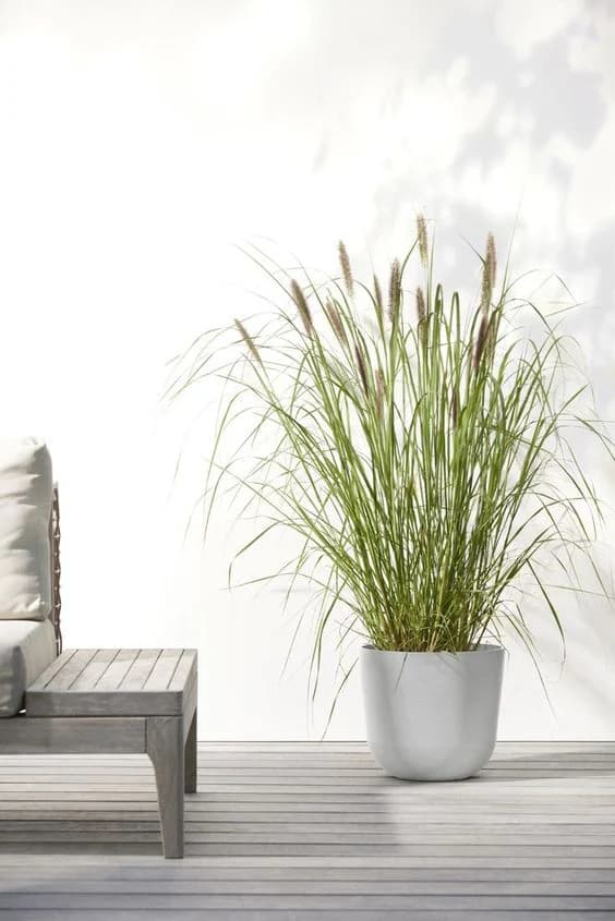 grass