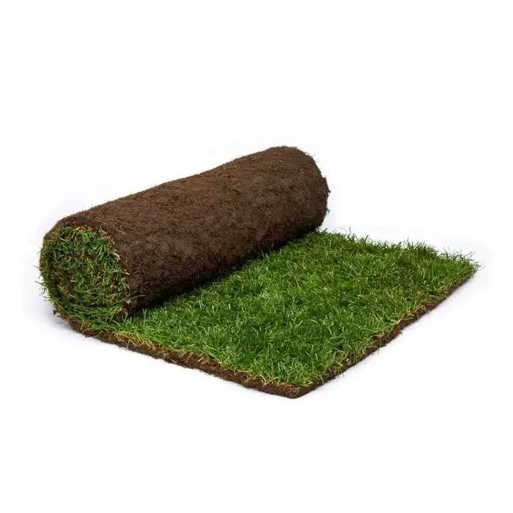Grass Natural Green — photo 2 | Planto.ae UAE