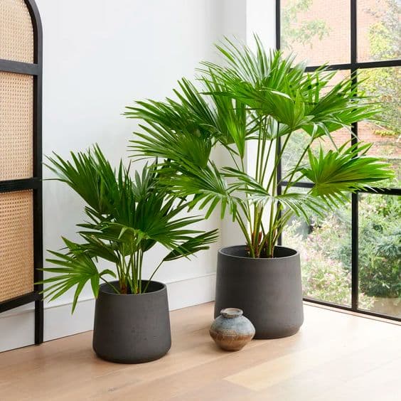 Livistona Chinensis. 2 Plants In Black Fiber Pots