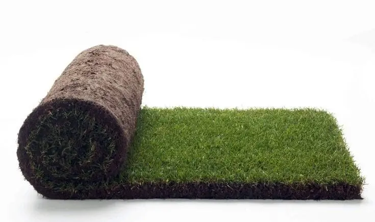 Natural carpet grass “American Bermuda” — photo 2 | Planto.ae UAE