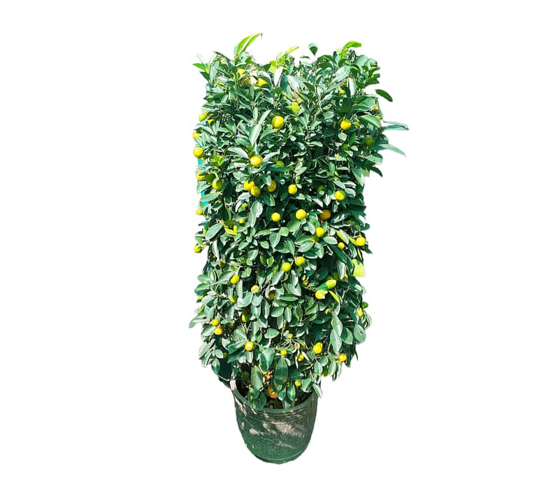 Orange — Outdoor Plants for Dubai & UAE delivery | Planto.ae