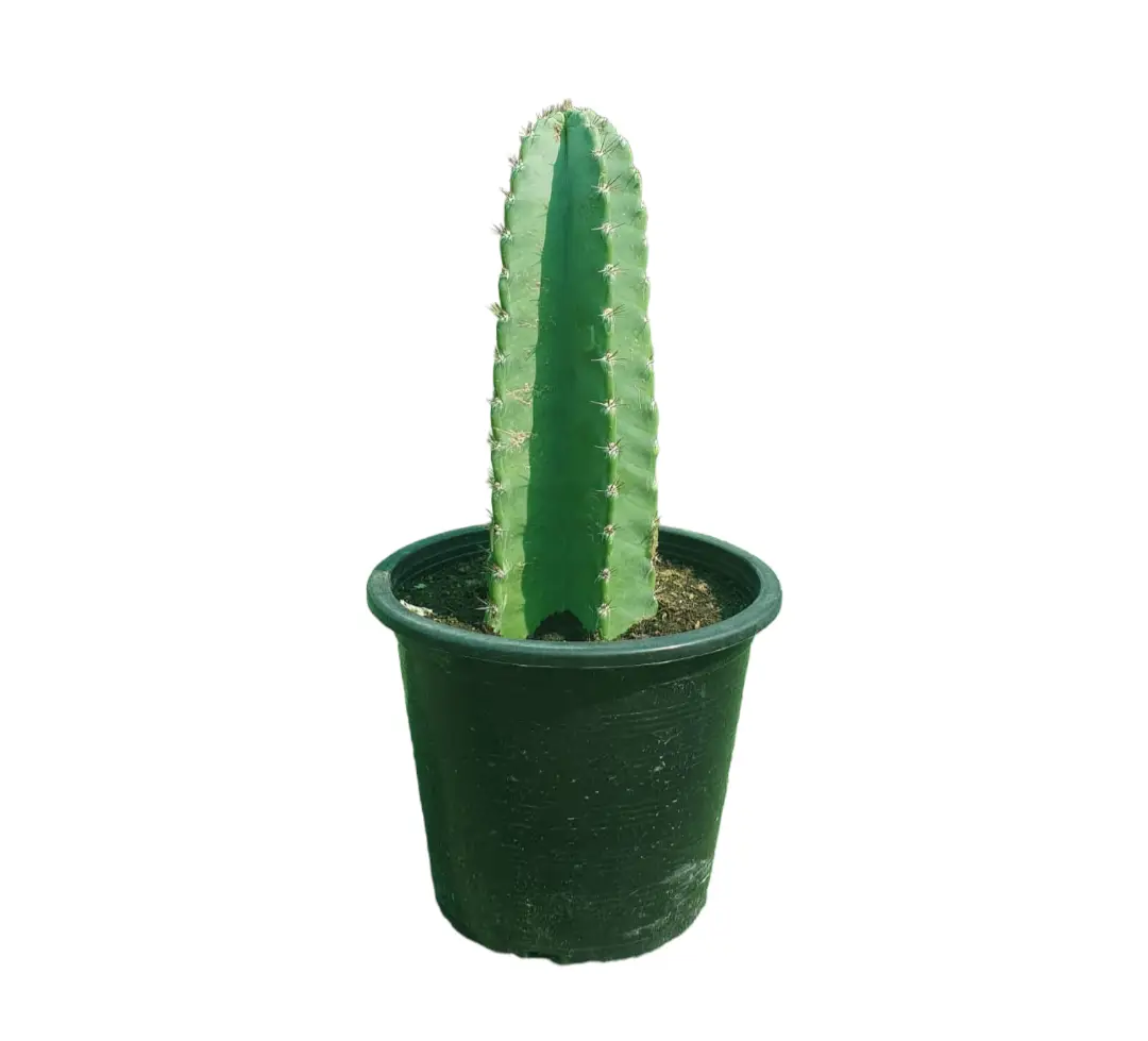 Scopulicola Cactus