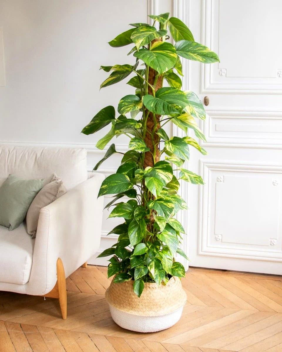 Shop Indoor Plants