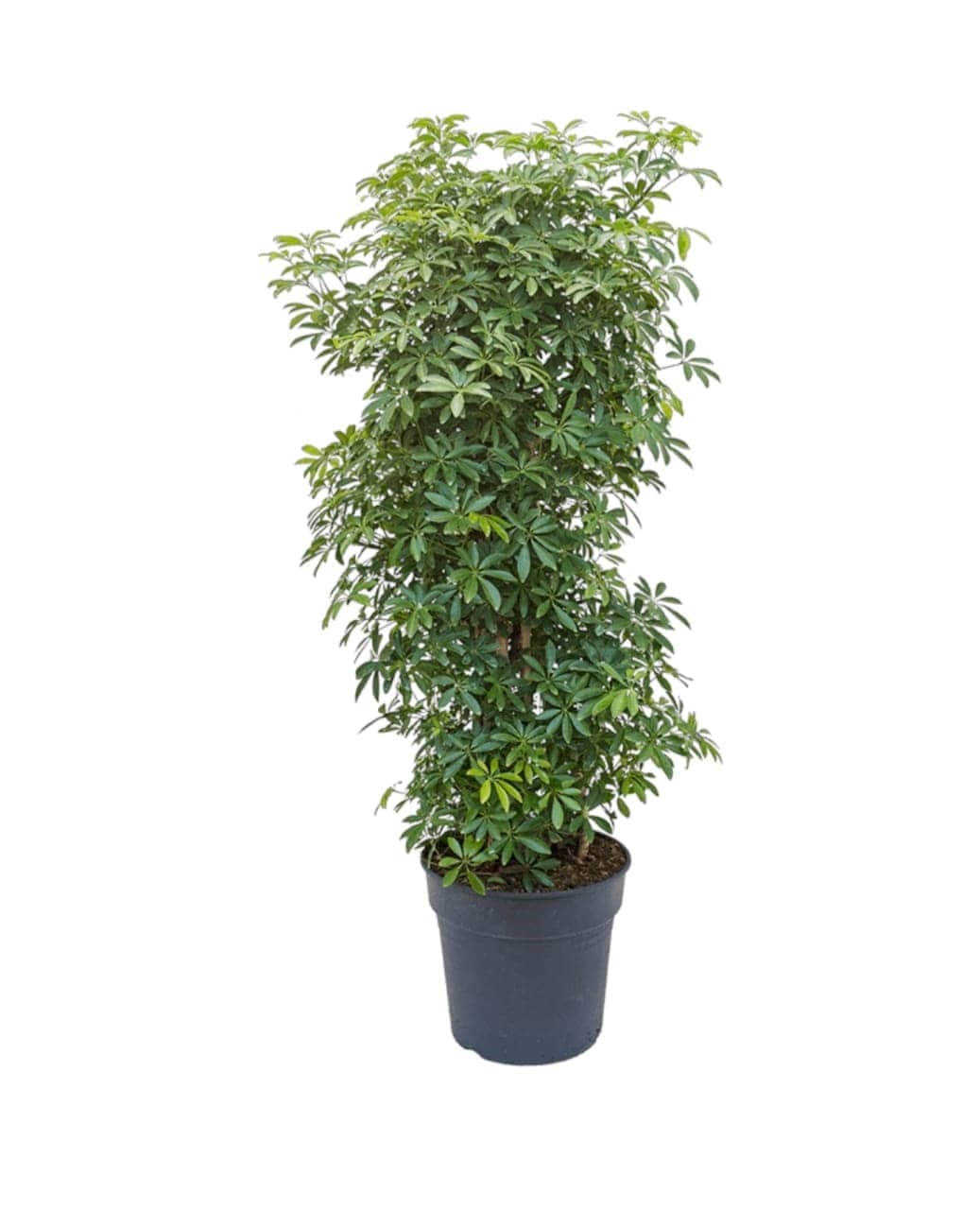 Cheflera – Schefflera Arboricola — Air Purifier Plants for Dubai & UAE delivery | Planto.ae