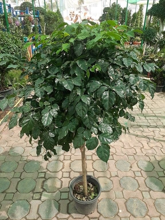 China Doll — Air Purifier Plants for Dubai & UAE delivery | Planto.ae