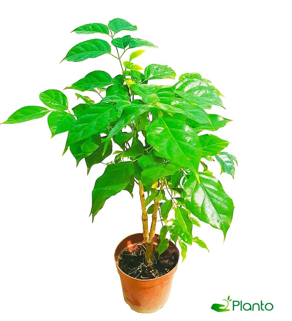 Coffee Plant — Air Purifier Plants for Dubai & UAE delivery | Planto.ae