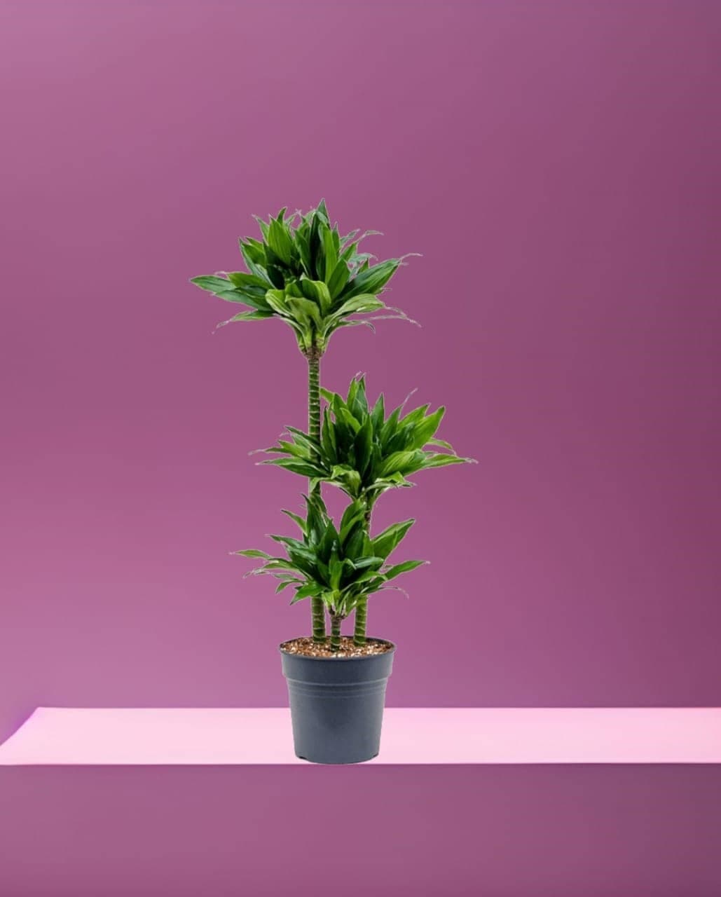 Dracaena Green Jewel — Air Purifier Plants for Dubai & UAE delivery | Planto.ae
