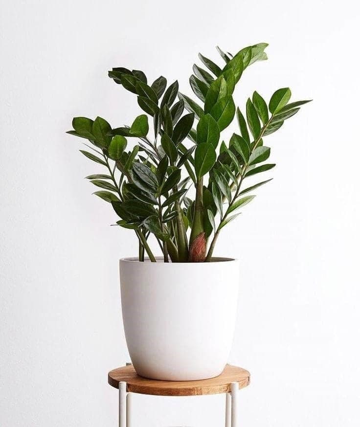 Fresh Look Zamia ZZ Plant In White Ceramic Pot — Air Purifier Plants for Dubai & UAE delivery | Planto.ae