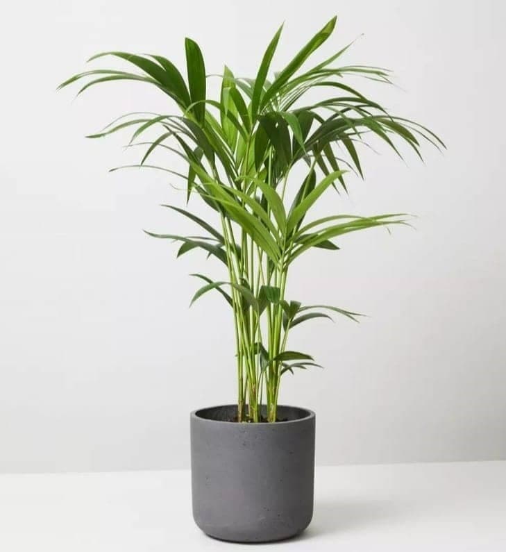 Kentia Palm In Black Ceramic Pot — Air Purifier Plants for Dubai & UAE delivery | Planto.ae
