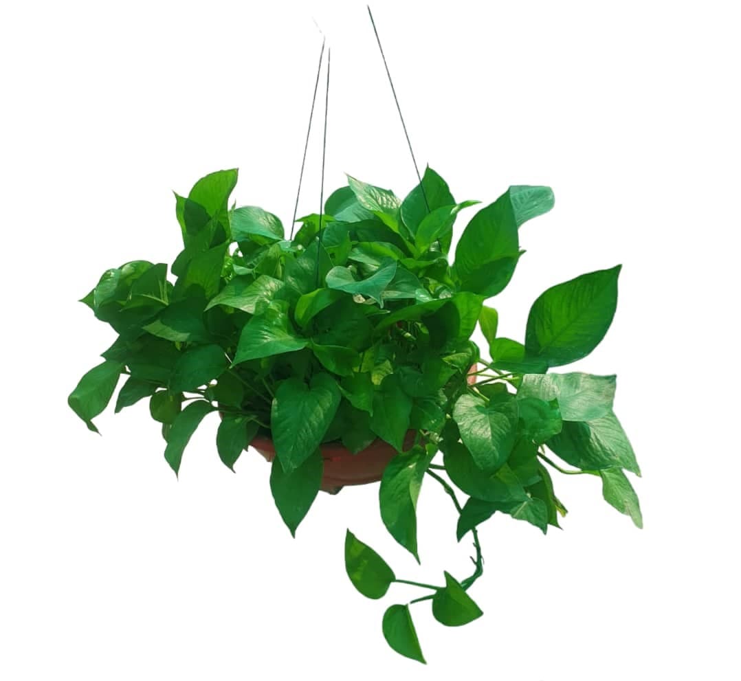 Large Hanging Money Plant — photo 2 | Planto.ae UAE