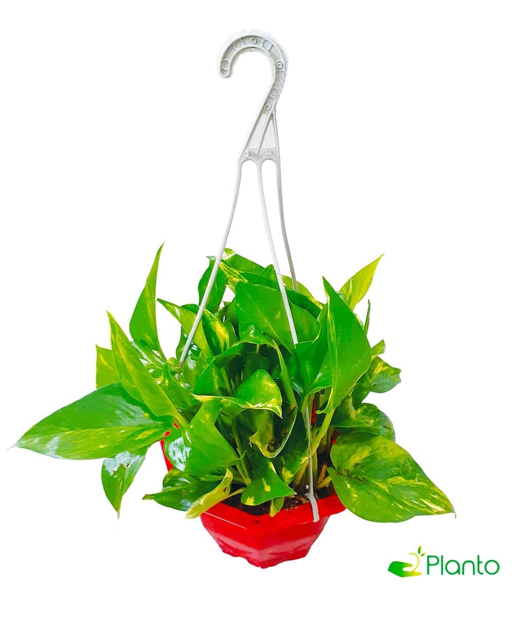 Money Plant in Hanging Pot — Air Purifier Plants for Dubai & UAE delivery | Planto.ae