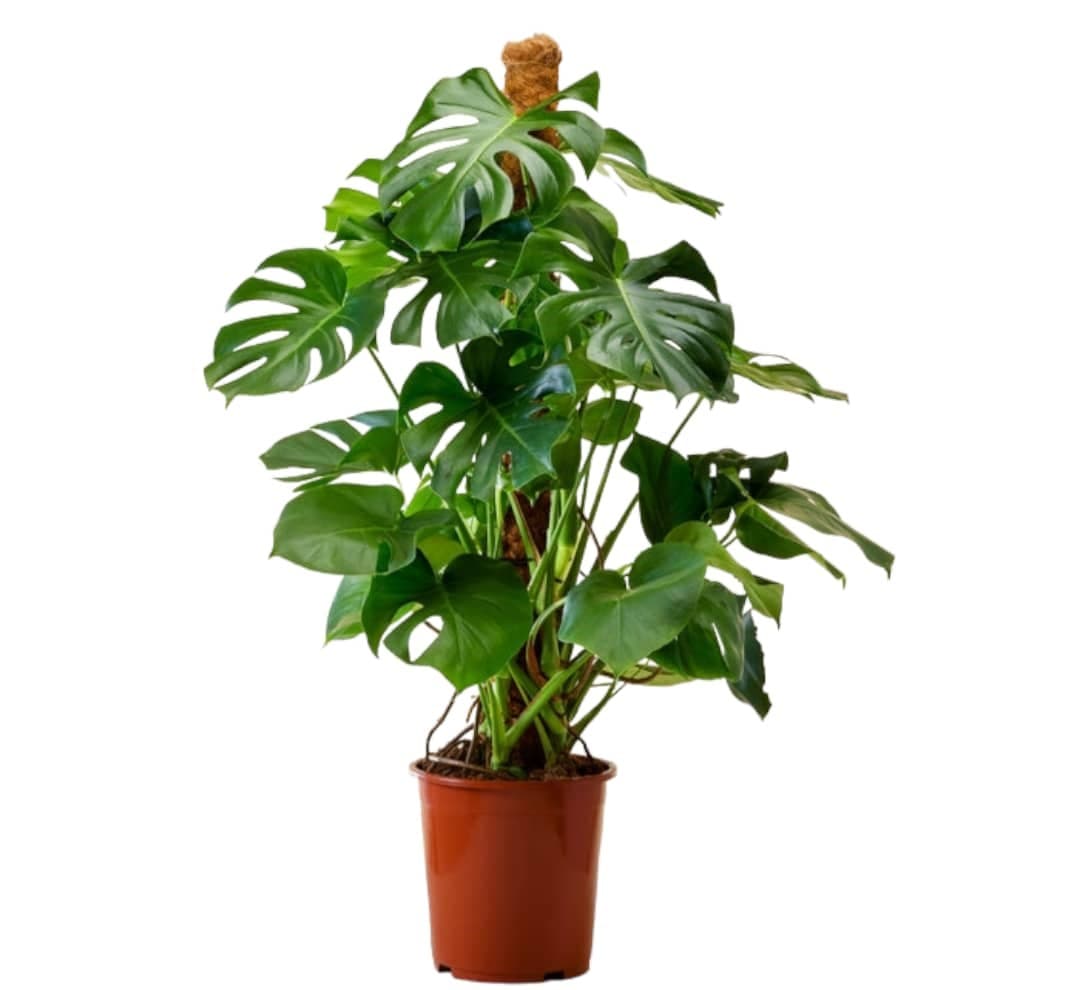Monstera deliciosa, the Swiss cheese plant — photo 2 | Planto.ae UAE