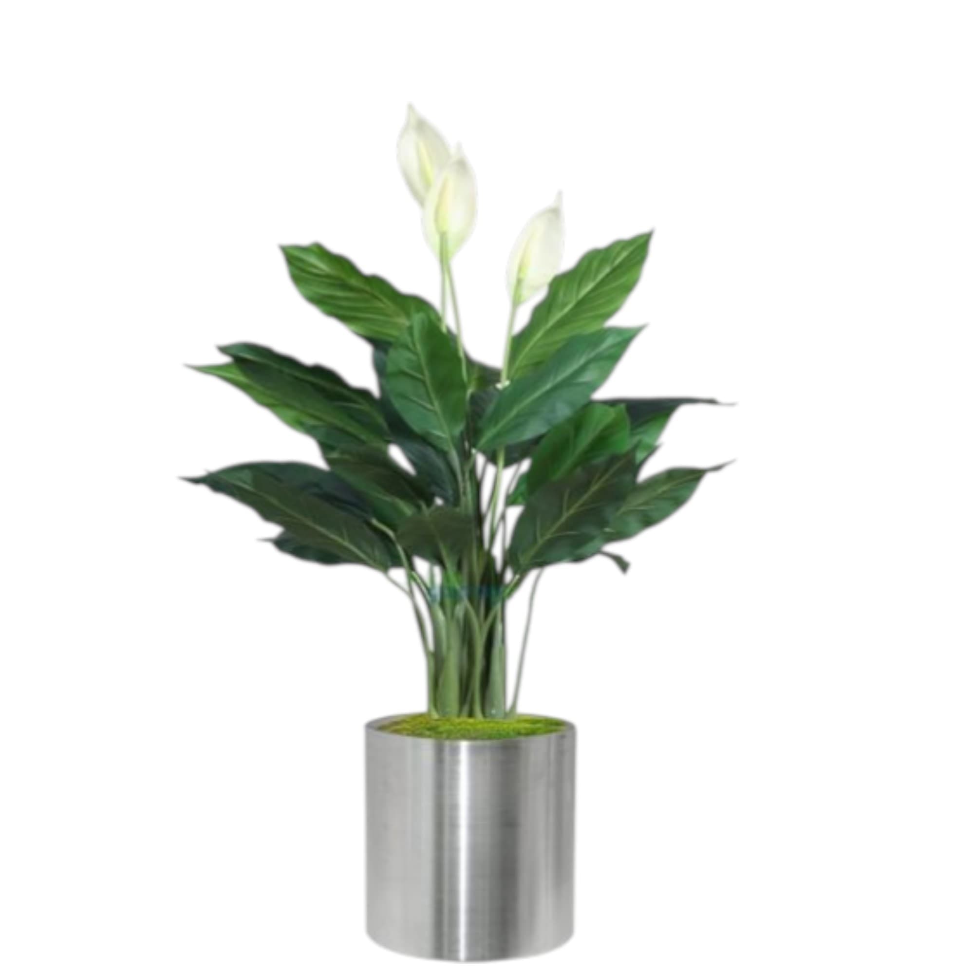 Peace Lilly Plants In White Fiber Box — photo 2 | Planto.ae UAE