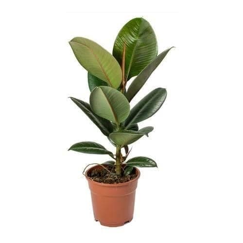 Rubber Plant — Air Purifier Plants for Dubai & UAE delivery | Planto.ae