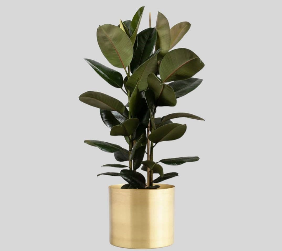 Rubber Plant In Golden Metal Pot — Air Purifier Plants for Dubai & UAE delivery | Planto.ae