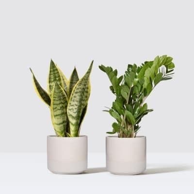 Snake Plant And Zamia zz Plant — Air Purifier Plants for Dubai & UAE delivery | Planto.ae