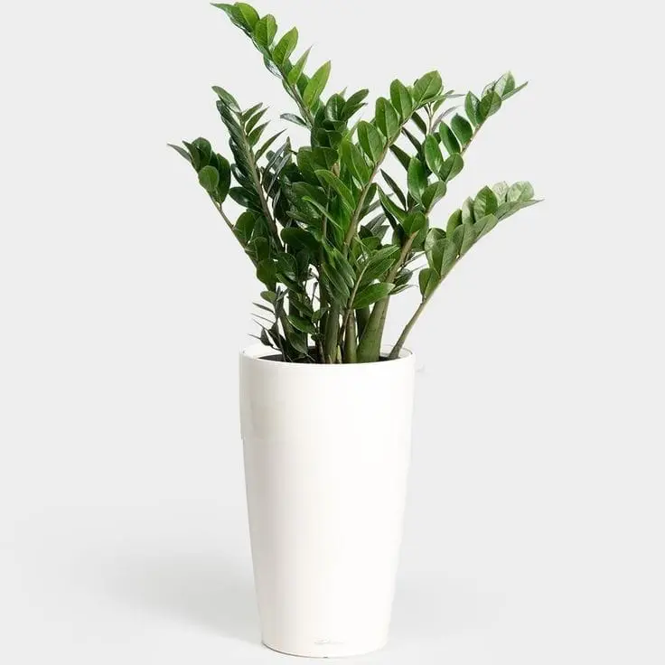 Stunning Zamia ZZ Plant in White Ceramic Pot — Air Purifier Plants for Dubai & UAE delivery | Planto.ae