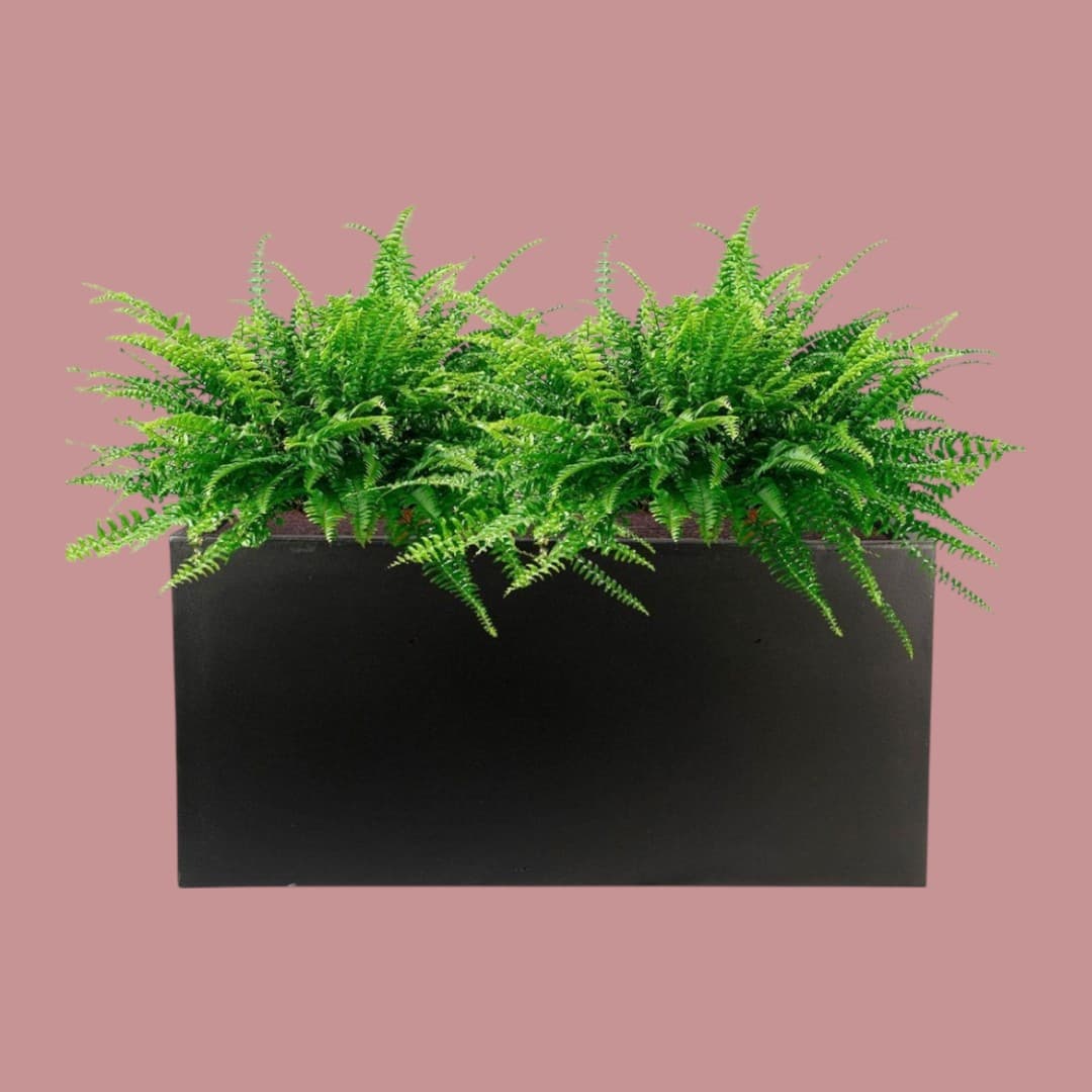 Artificial Fern in Black Rectangular Planter — photo 2 | Planto.ae UAE