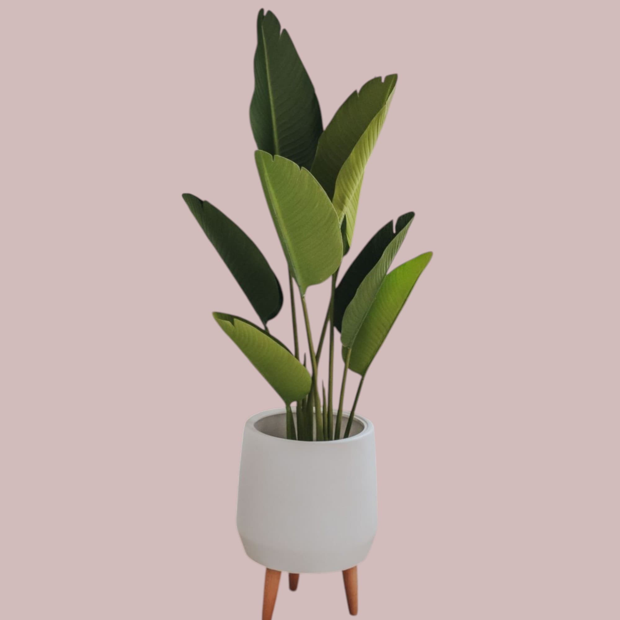 Bird Of Paradise In beautiful Fiber Pot — Artificial Plants for Dubai & UAE delivery | Planto.ae