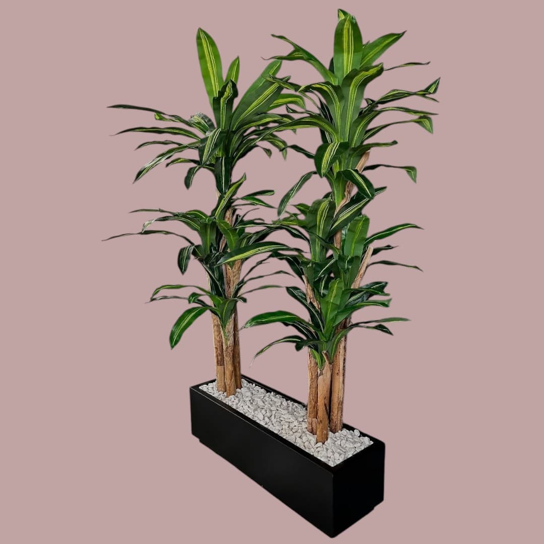 Dracaena Artificial 2 Plants In Black Pot — Artificial Plants for Dubai & UAE delivery | Planto.ae