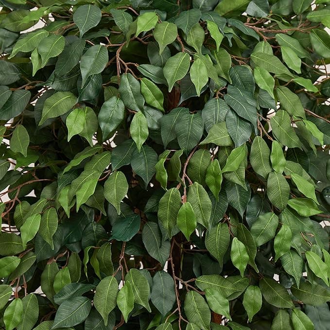 Ficus Artificial 150 cm In Ceramic pot — photo 3 | Planto.ae UAE