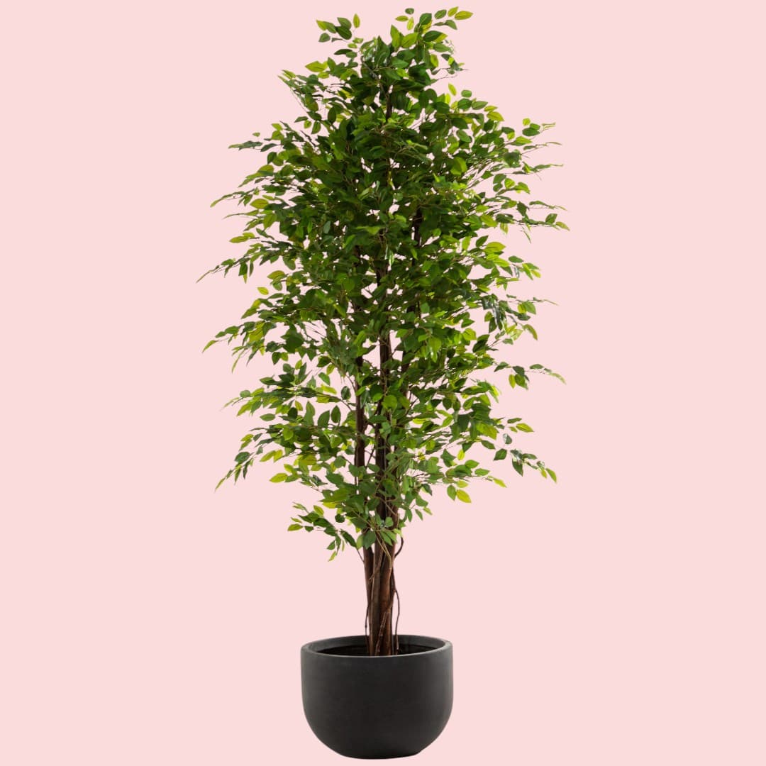 Ficus Benjamina Artificial Plant — Artificial Plants for Dubai & UAE delivery | Planto.ae