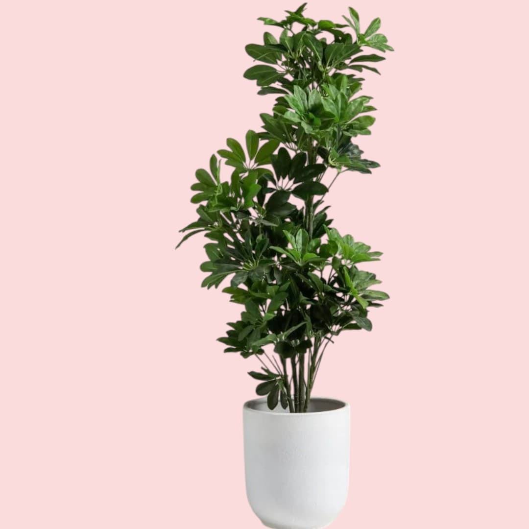 Schefflera Artificial Plant — Artificial Plants for Dubai & UAE delivery | Planto.ae