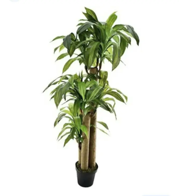 The great artificial Dracaena fragrans nearly natural plant 3-stems — Artificial Plants for Dubai & UAE delivery | Planto.ae