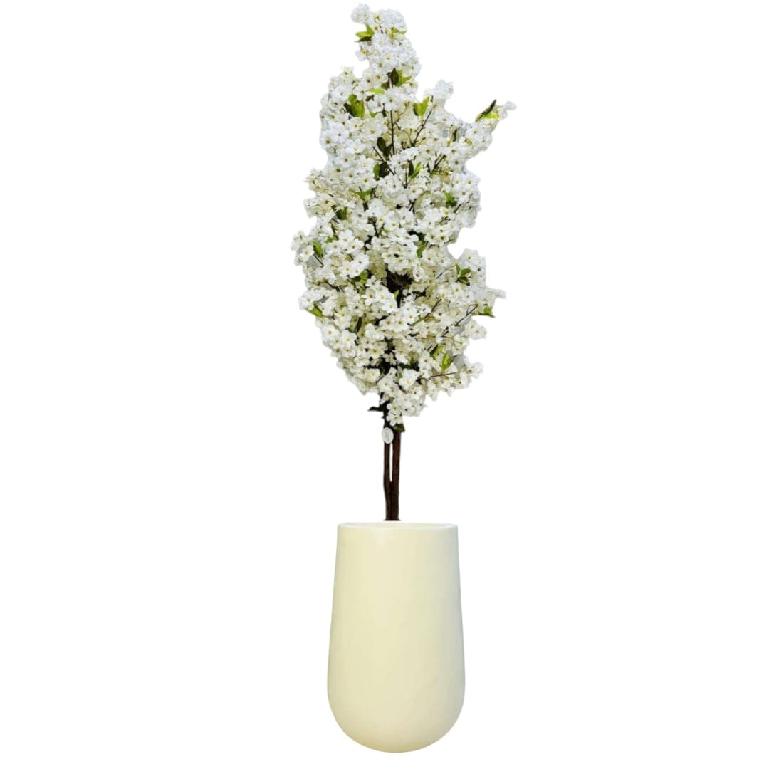 White Cherry Blossom In Ceramic Pot — photo 2 | Planto.ae UAE