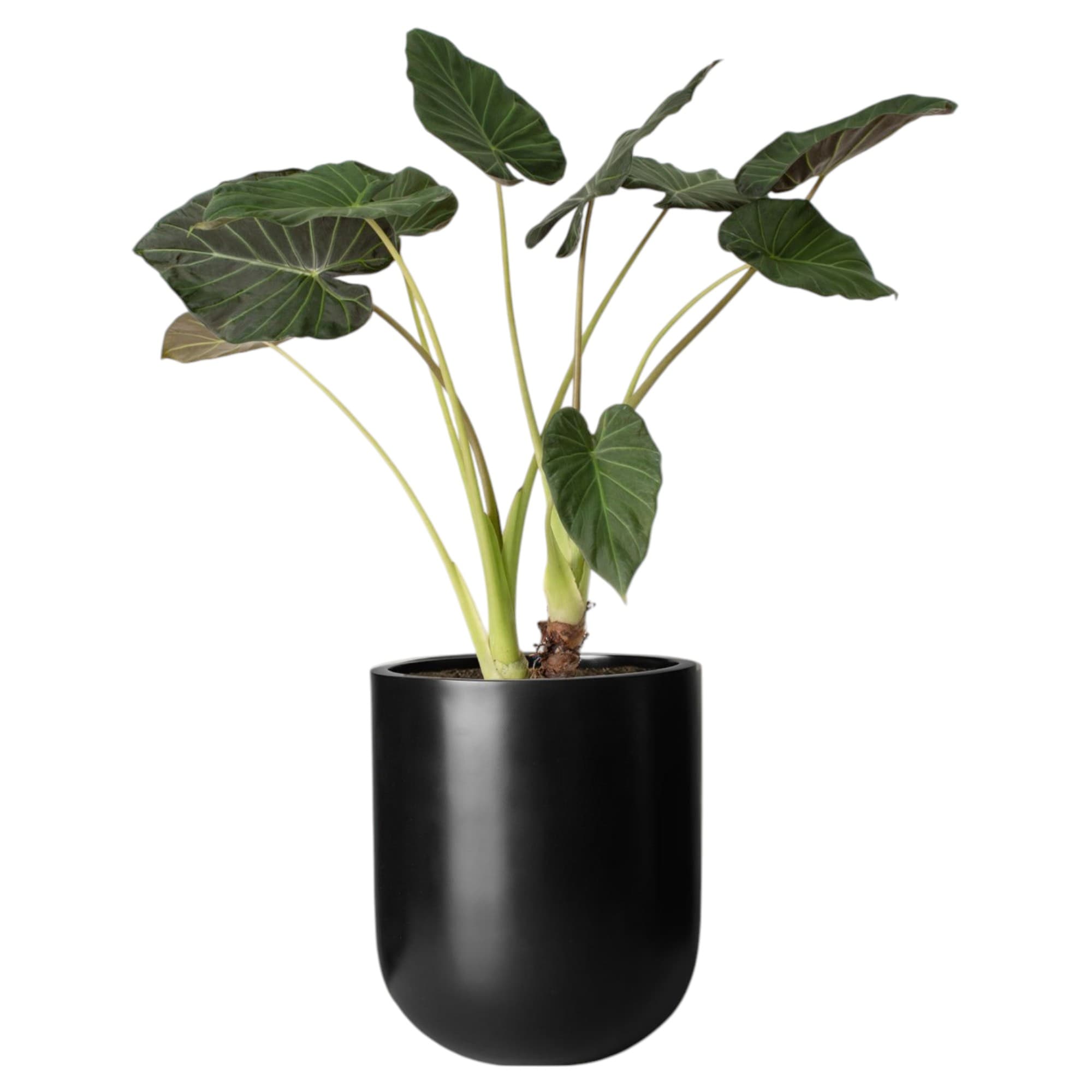 Alocasia Regal Shield — photo 2 | Planto.ae UAE