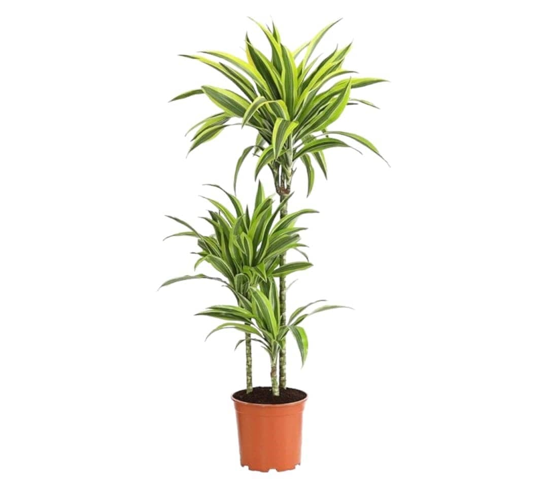 Amazing Look Dracaena Lemon Lime — Balcony Plants for Dubai & UAE delivery | Planto.ae