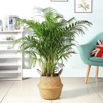 Areca Palm In Basket — Balcony Plants for Dubai & UAE delivery | Planto.ae