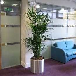 Areca Palm In Silver Metal Pot — Balcony Plants for Dubai & UAE delivery | Planto.ae