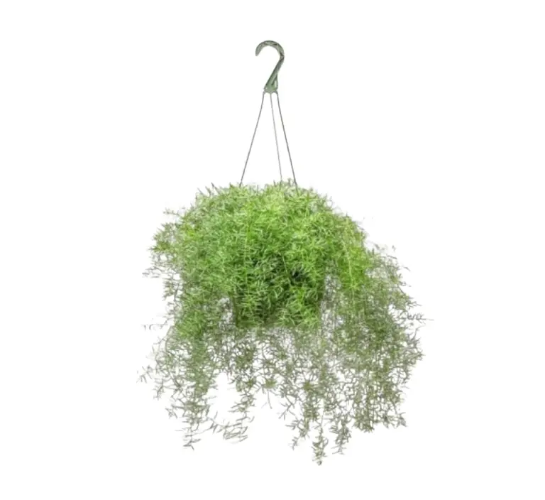 Asparagus Hanging — Balcony Plants for Dubai & UAE delivery | Planto.ae