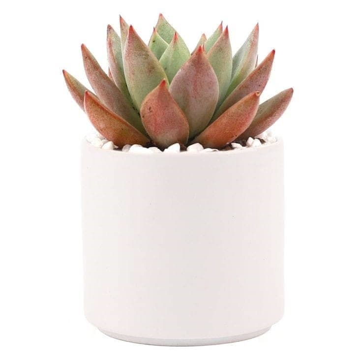 Beautiful Echeveria-Agavoides In White Ceramic Pot — photo 2 | Planto.ae UAE