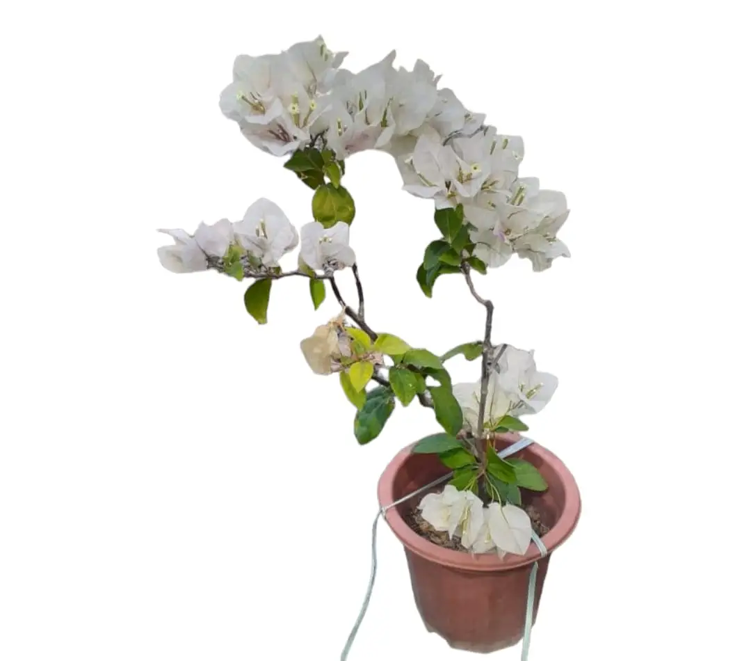 Bougainvillea Ever Green Flowering Plant — Balcony Plants for Dubai & UAE delivery | Planto.ae