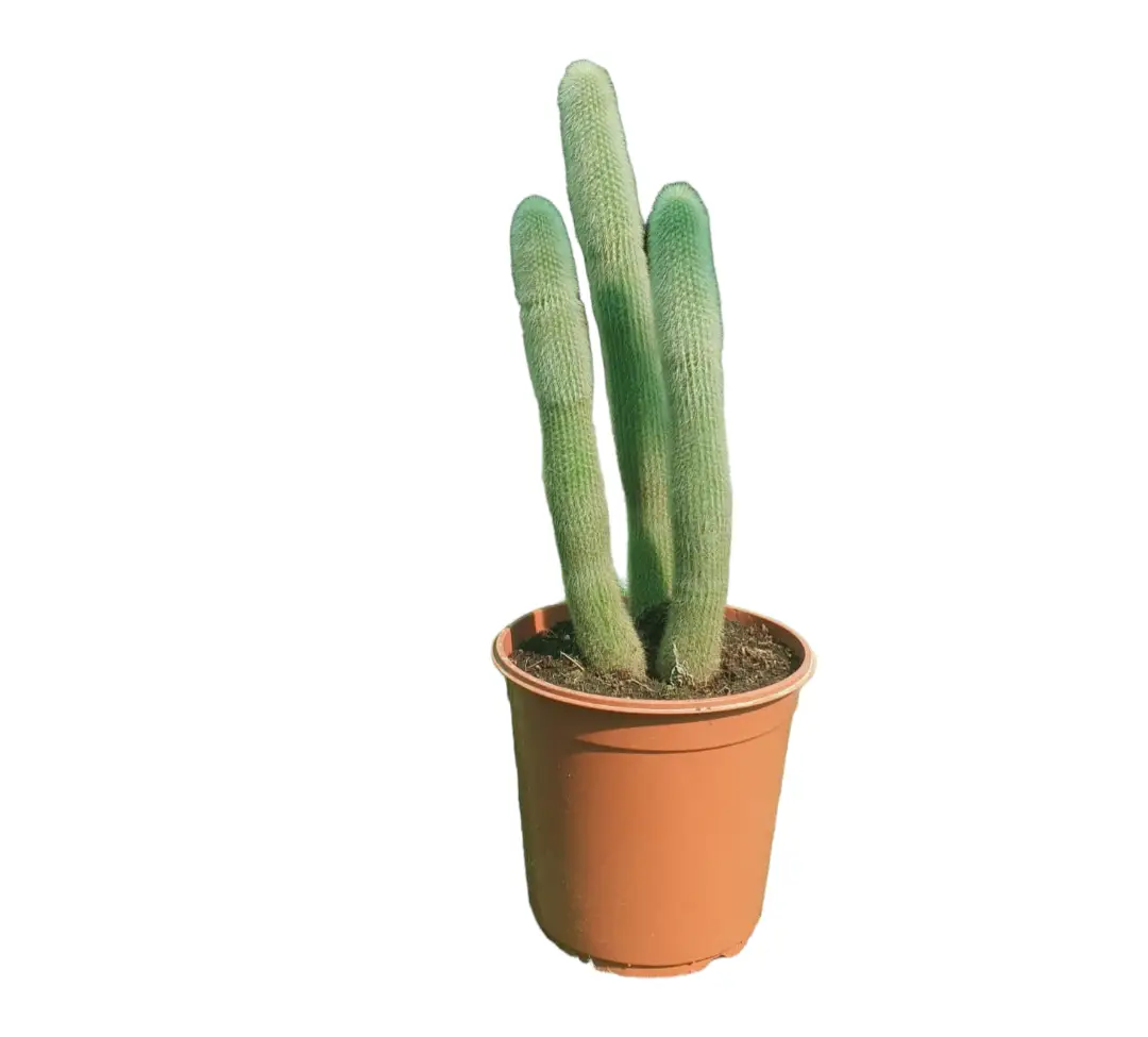 Cactus Haageocereus — Balcony Plants for Dubai & UAE delivery | Planto.ae