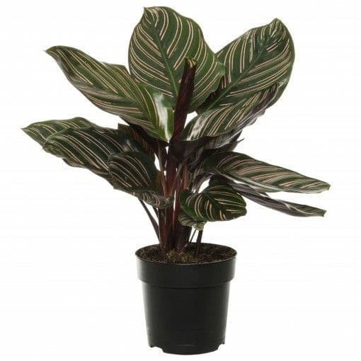 Calathea- Pin stripe,Prayer plant. — Balcony Plants for Dubai & UAE delivery | Planto.ae