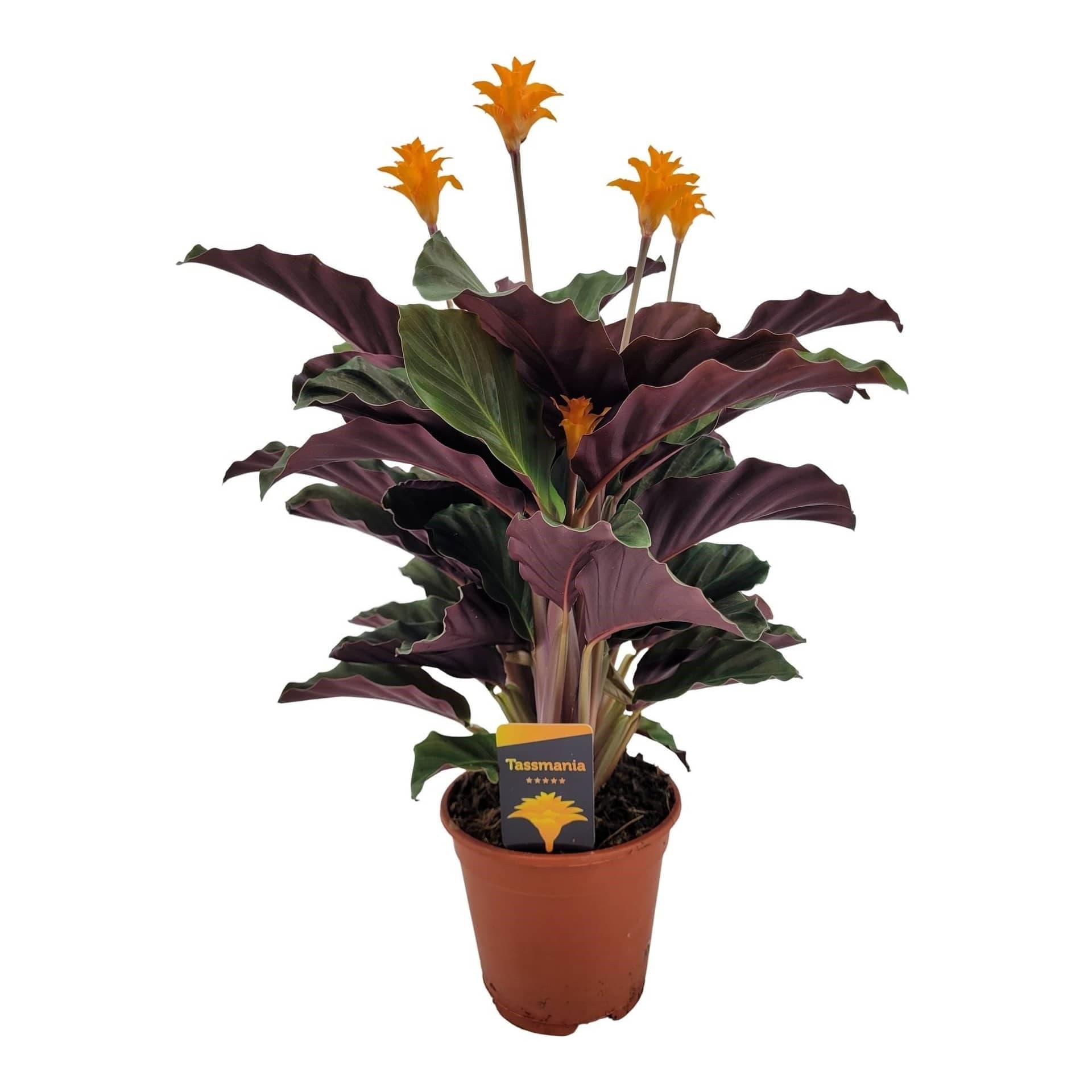 Calathea Tassmania — Balcony Plants for Dubai & UAE delivery | Planto.ae