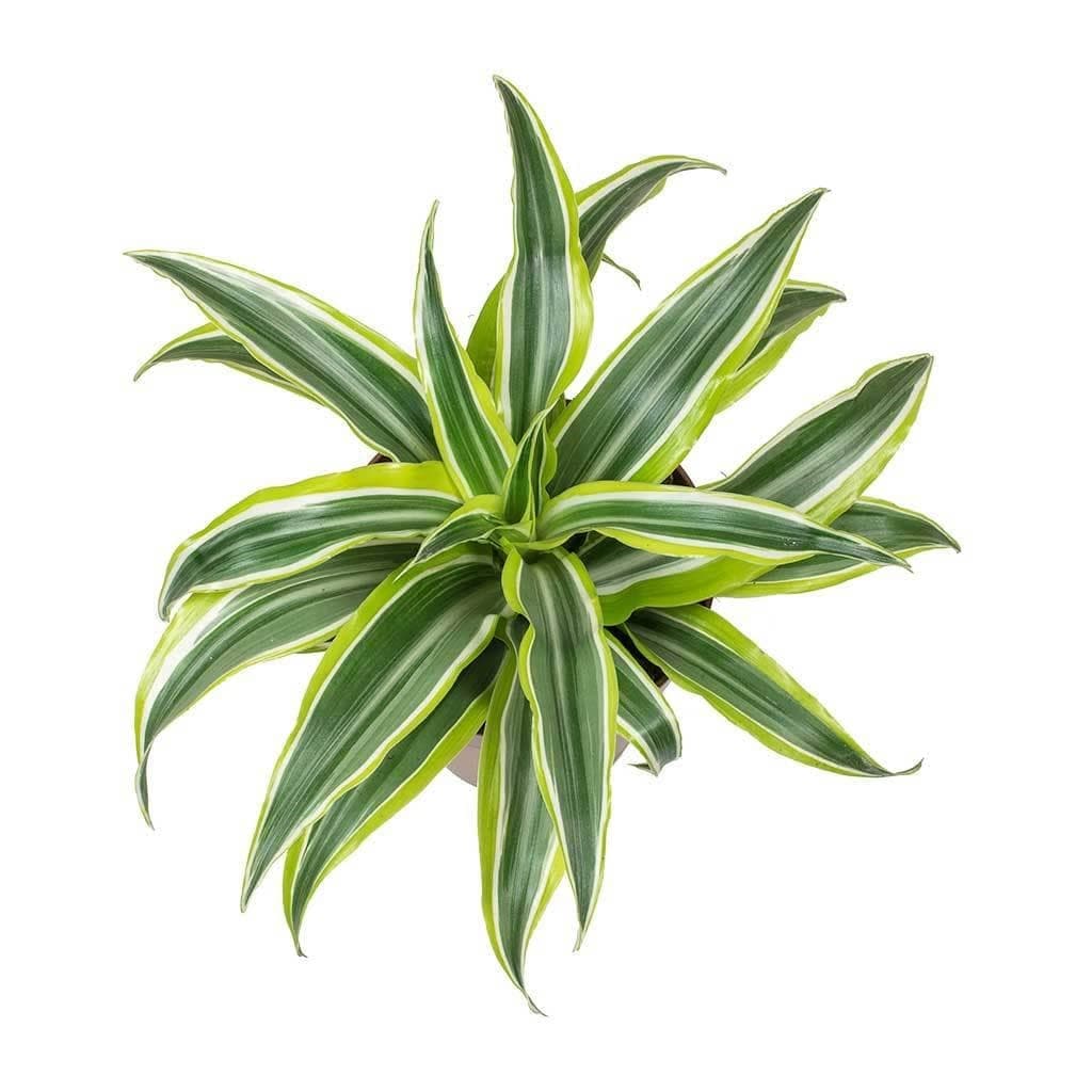 Dracaena Lemon Lime — photo 2 | Planto.ae UAE