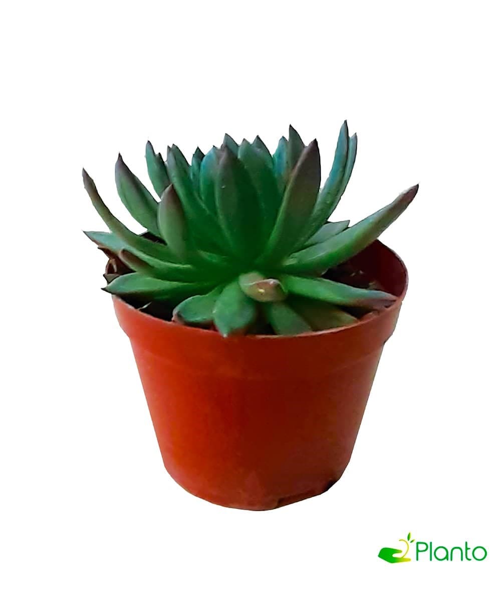 Echeveria-Agavoides — Balcony Plants for Dubai & UAE delivery | Planto.ae