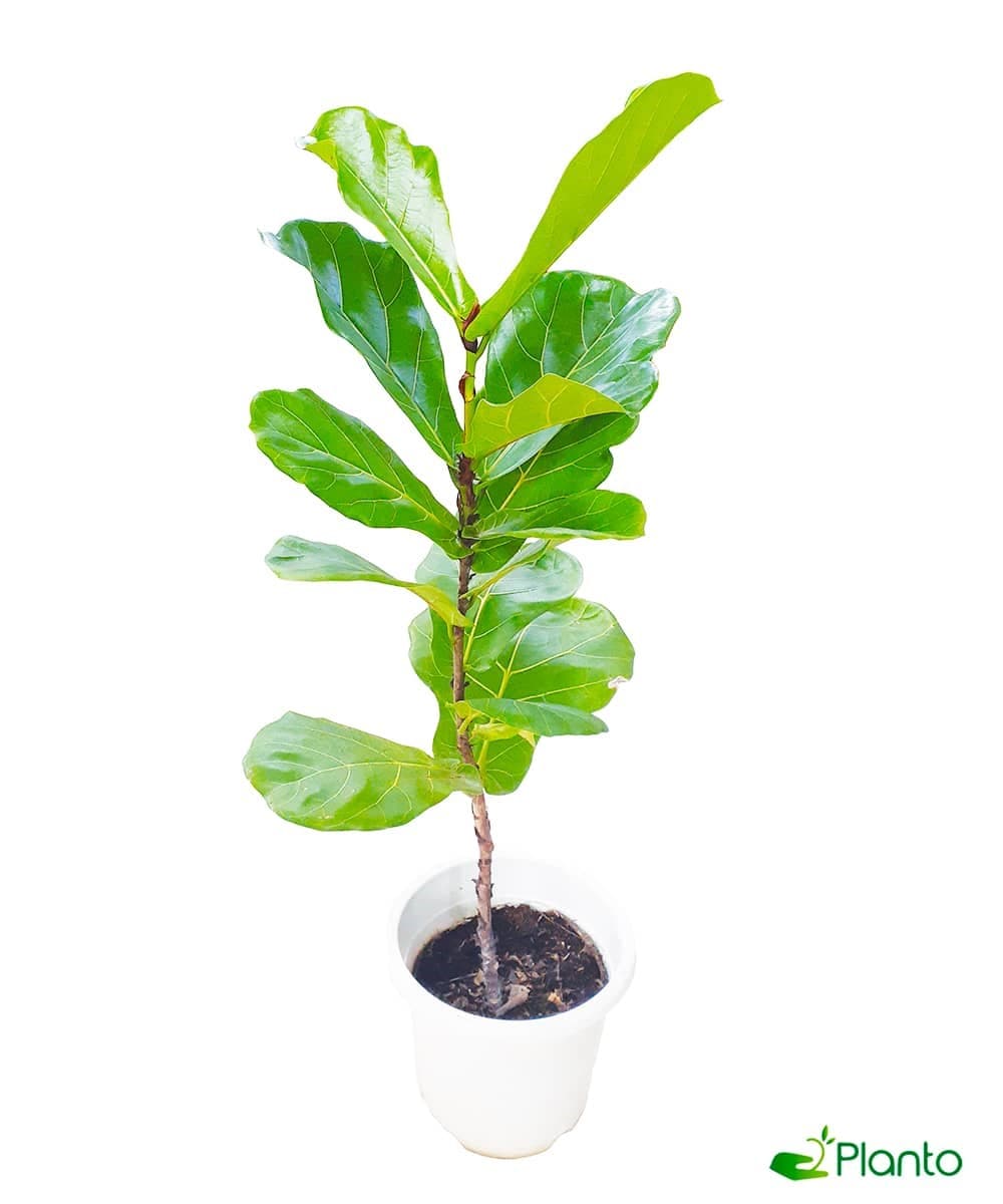 Ficus lyrata big — Balcony Plants for Dubai & UAE delivery | Planto.ae