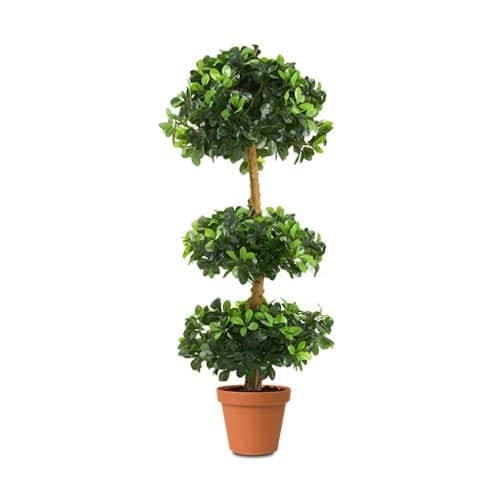 Ficus Panda Three Steps 1.5-1.8m — Balcony Plants for Dubai & UAE delivery | Planto.ae