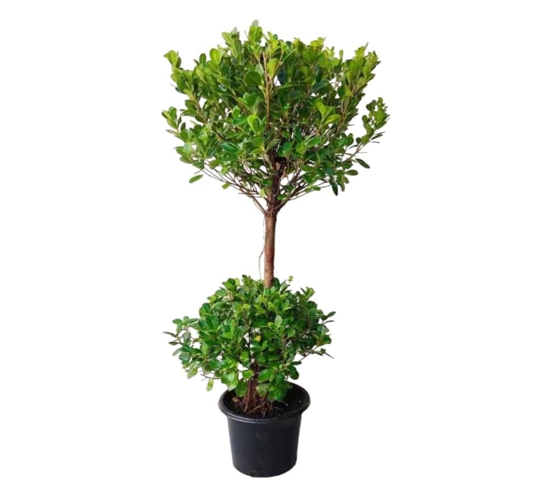 Ficus Panda (Two Head) 100 – 120 cm — Balcony Plants for Dubai & UAE delivery | Planto.ae