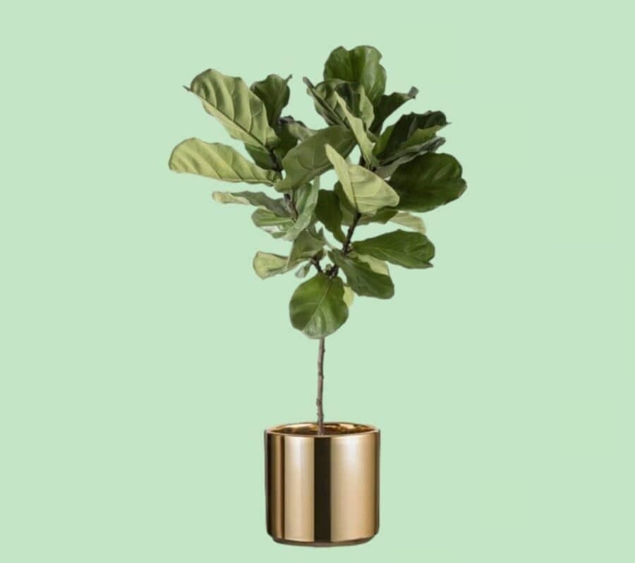Fiddle Leaf In Golden Stainless stel Pot — Balcony Plants for Dubai & UAE delivery | Planto.ae