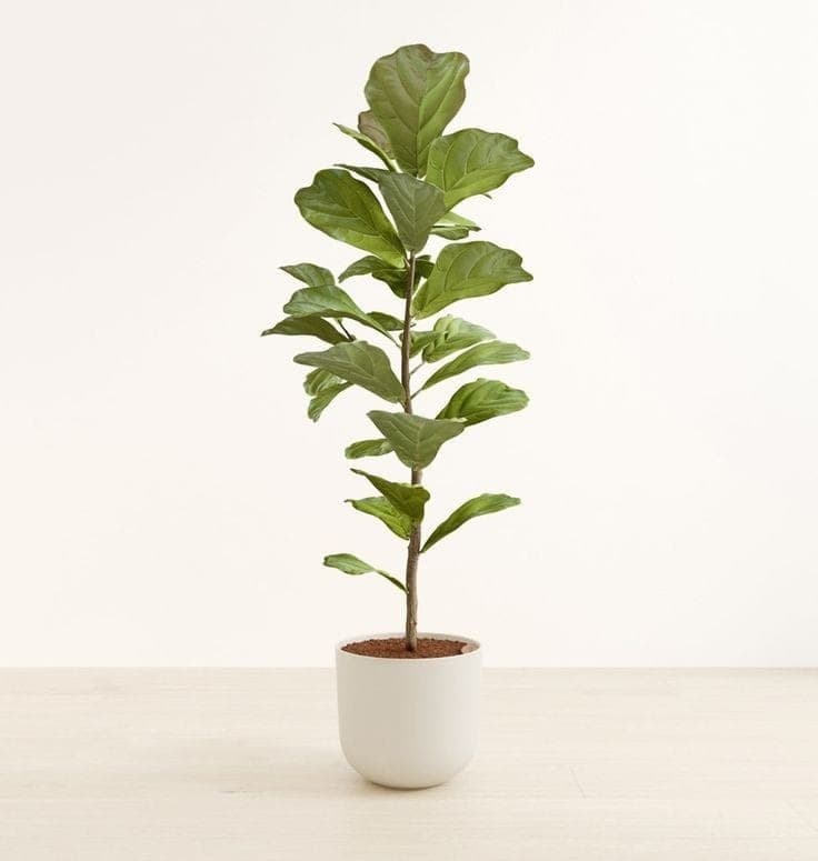 Fiddle Leaf In White Ceramic Pot — Balcony Plants for Dubai & UAE delivery | Planto.ae