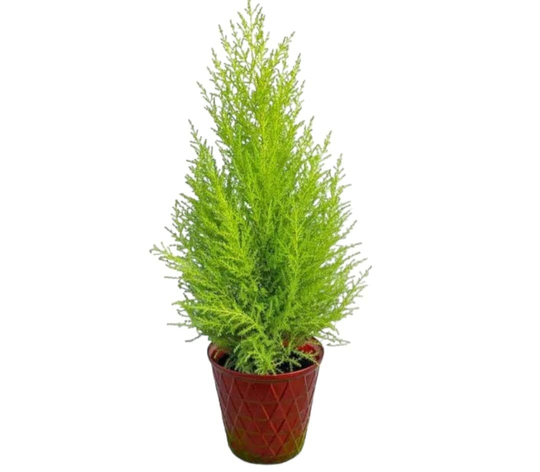 Goldcrest cypress Plant — Balcony Plants for Dubai & UAE delivery | Planto.ae