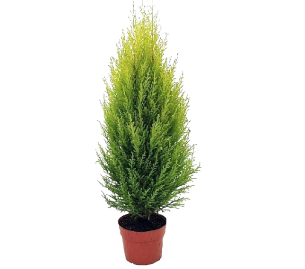 Goldcrest cypress Plant — photo 2 | Planto.ae UAE