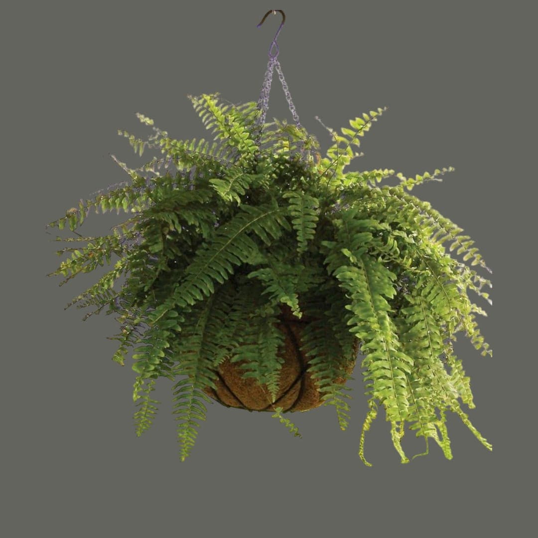 Hanging Fern Plant — photo 2 | Planto.ae UAE